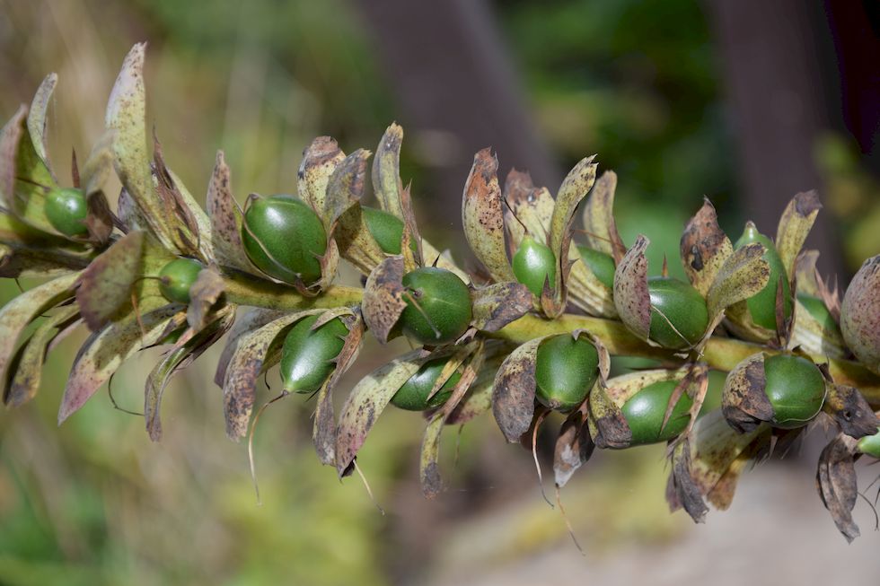 q108ap-0463-1-Acanthus-mollis-Philippi-23-4-m.jpg