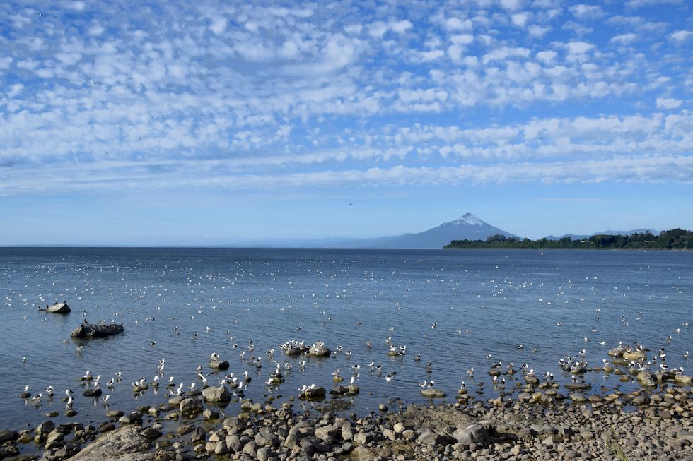 q36ap-0182-1-Lago-Llanquihue-Gaviotas-24-3-m.jpg