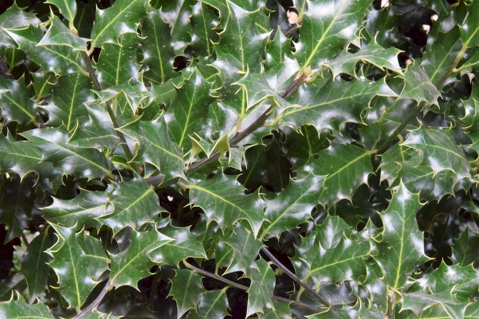 q65ap-0295-1-Philippi-Ilex-aquifolium-4-4-m.jpg