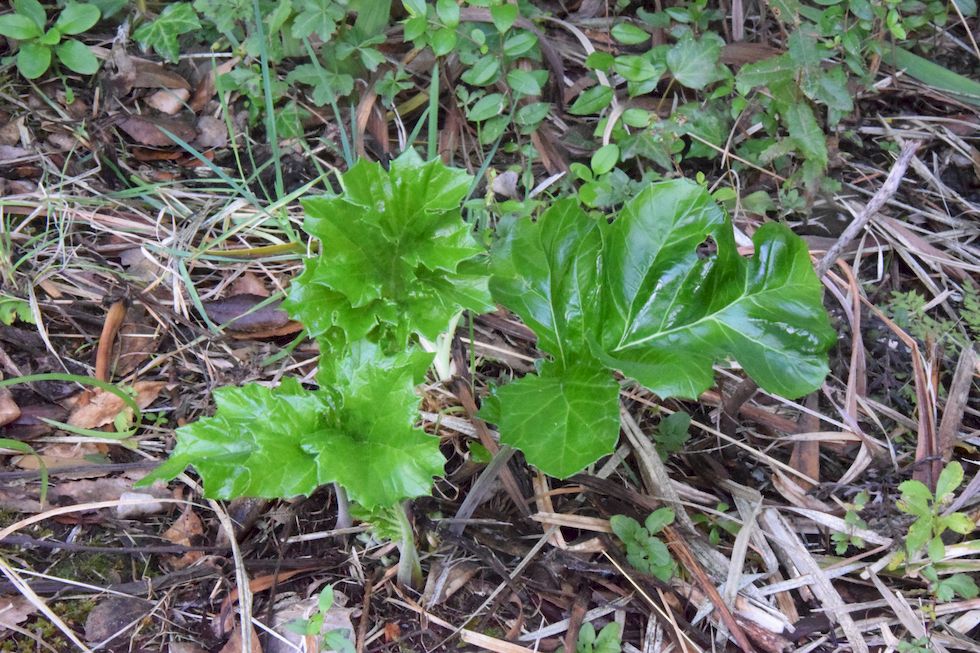 q77ap-0346-1-Acanthus-mollis-9-4-m.jpg