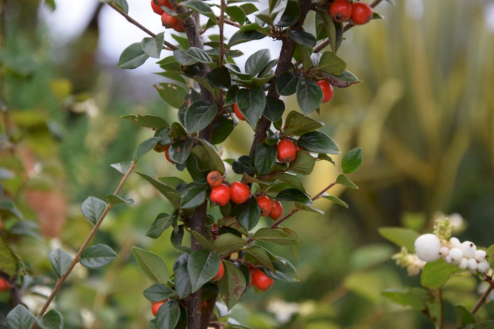 q83ap-0374-1-Philippi-Cotoneaster-11-4-m.jpg