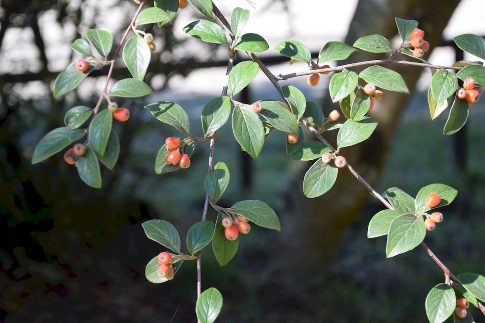 q94ap-0412-1-Cotoneaster-horizontalis-15-4-m.jpg