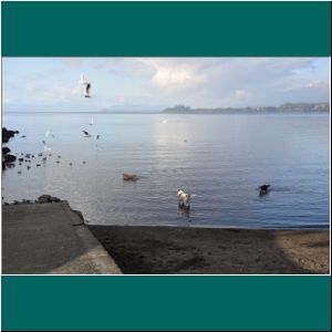 Enten und Hunde im Llanquihue-See, 26.6.21