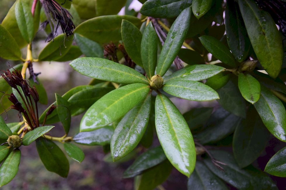 s17ap-0014-1-Philippi-Rhododendron-10-7-m.jpg