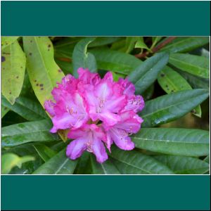 Puerto Varas, Cerro Philippi, Rhododendron, 25.9.21