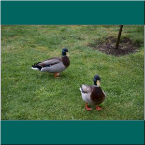 Puerto Varas, Enten an der Mole, 1.10.21