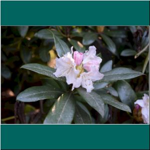 Puerto Varas, Cerro Philippi, Rhododendron, 18.10.21