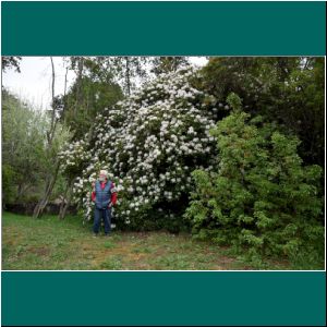 Puerto Varas, Rhododendron am Cerro Philippi, 25.10.21