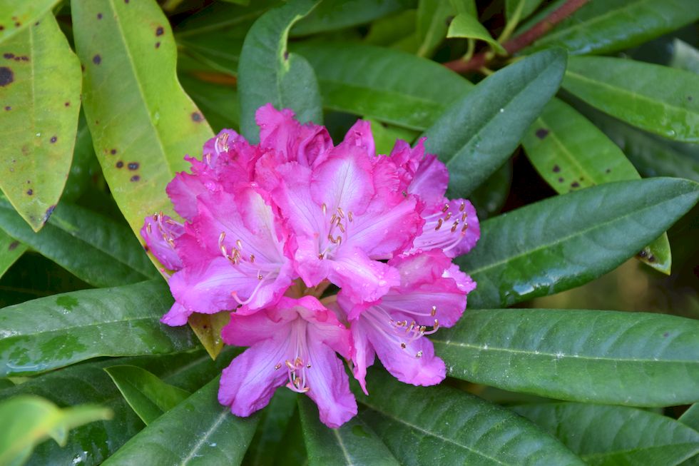 t42ap-0543-1-Philippi-Rhododendron-25-9-m.jpg