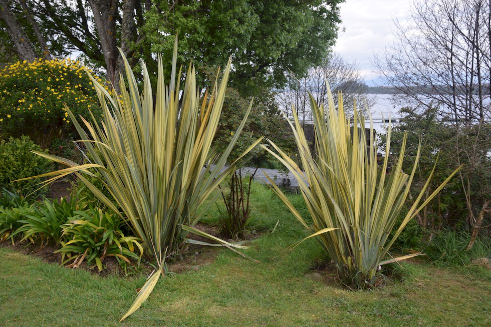 t67ap-0650-1-Flachs-Formio-Phormium-tenax-10-10-m.jpg