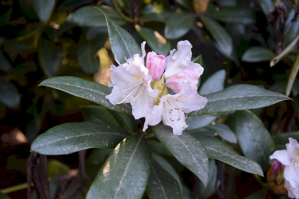 t77ap-0694-1-Phlippi-Rhododendron-18-10-m.jpg