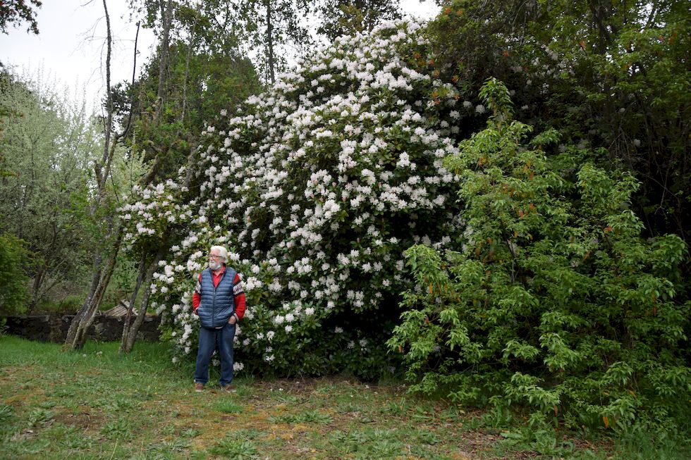 t91ap-0760-1-C-Philippi-Arvid-Rhododendron-25-10-m.jpg