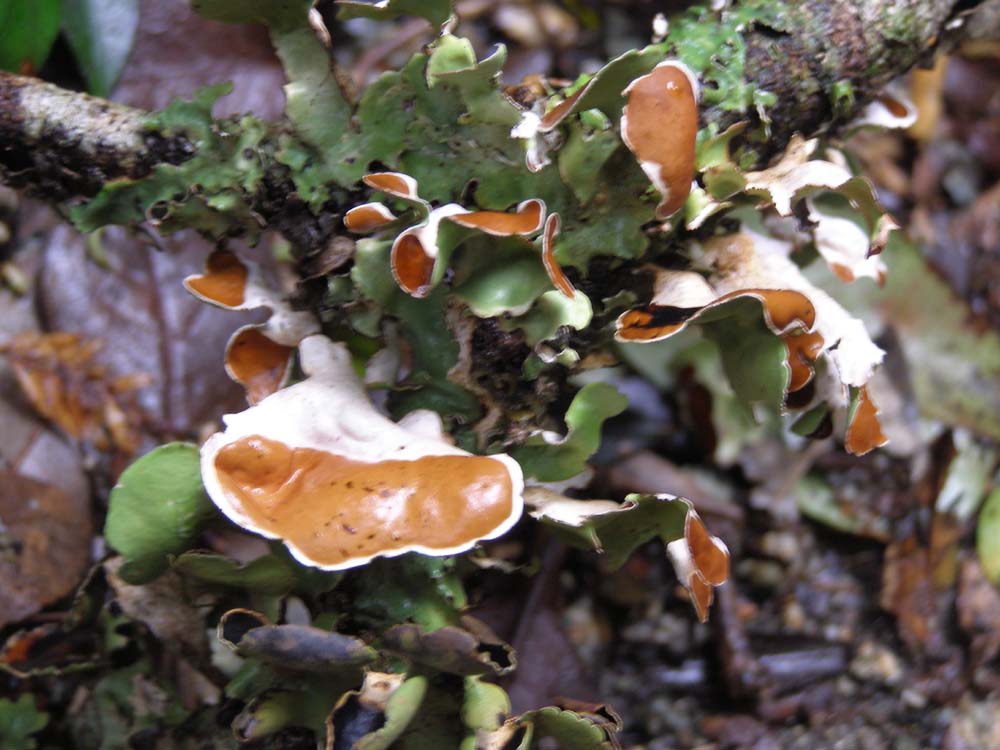 Regenwald im Süden Chiles