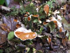 Valdivianischer Regenwald, Pilze