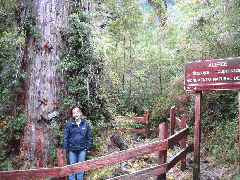 Parque Nacional Alerce Andino, Andrea