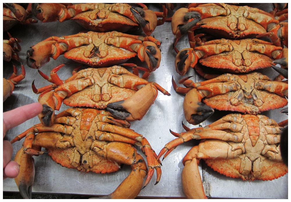Angelmó, Jaiba marmola, Cancer Edwardsii, Chilean rock crab
