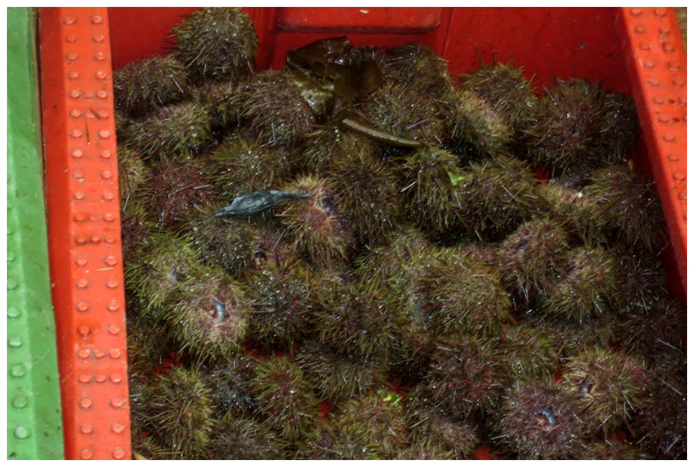 Puerto Montt Angelmó, Seeigel, Loxechinus albus