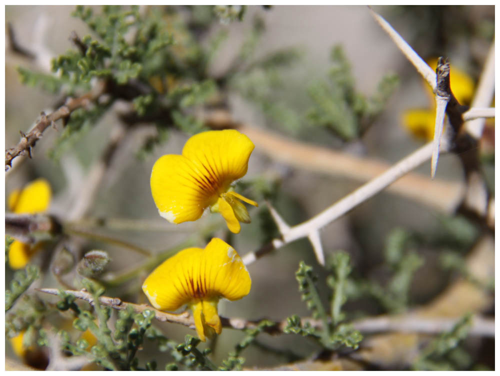 Valle de Elqui:  Retamilla - Caesalpinia angulata