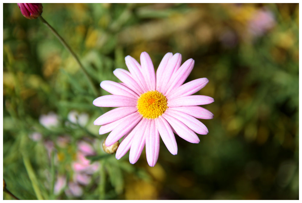 Valle de Elqui, rosa Blume