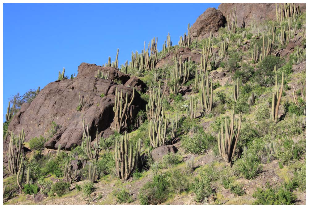 Valle de Elqui, Kakteen - Eulychnia acida