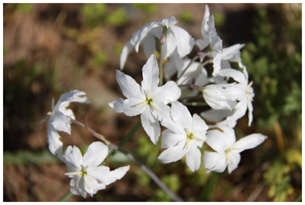 Blühende Atacama, Leucocoryne appendiculata