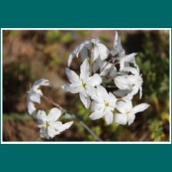 Blühende Atacama, Leucocoryne appendiculata