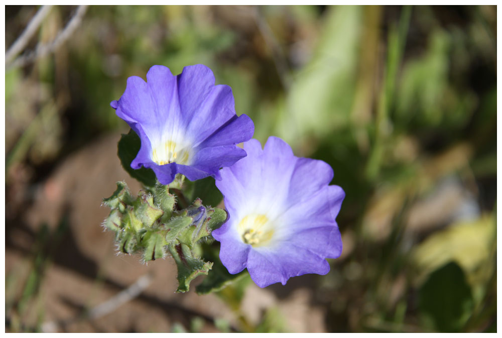  Suspiro del Mar,  Nolana paradoxa, Nachtschattengewächse (Solanaceae)