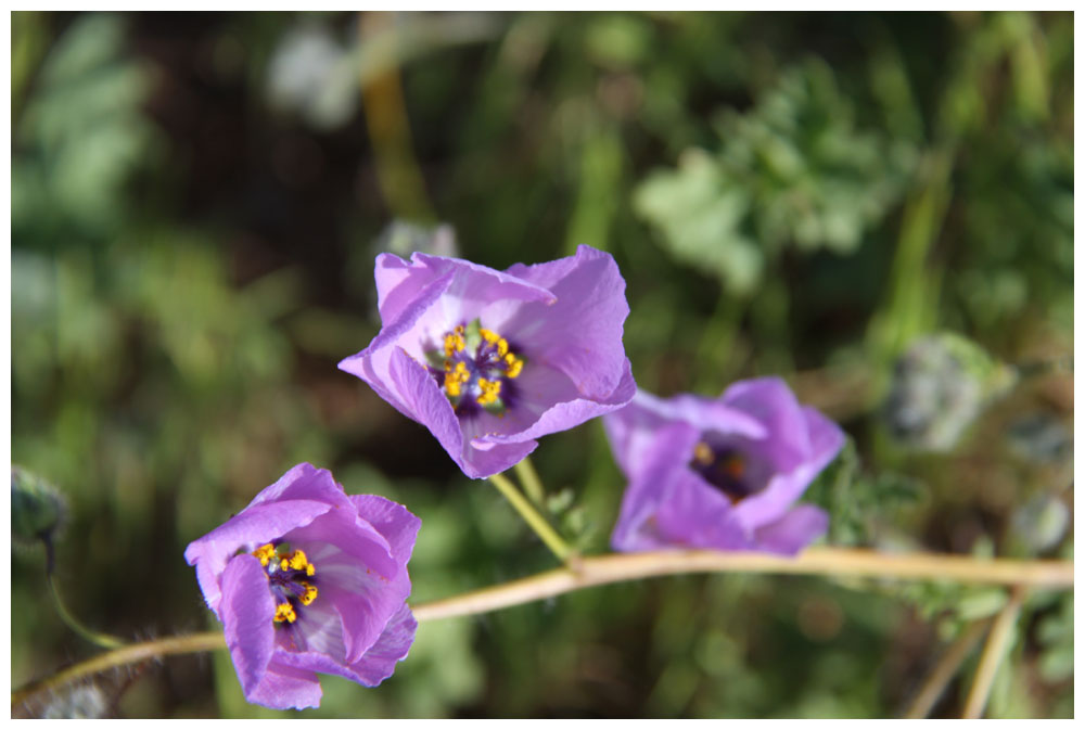 Blühende Atacama, Malvilla, Cristaria glaucophylla