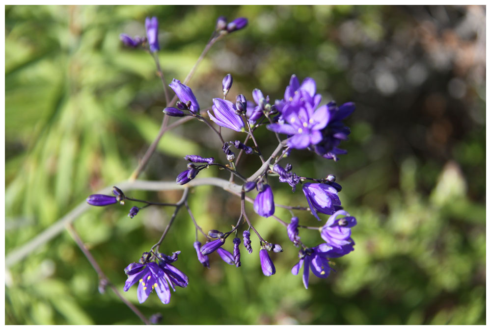 Blühende Atacama, blaue Blumen