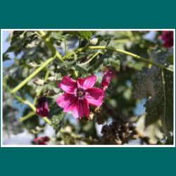 Rote Blume in der Atacama bei Los Hornos