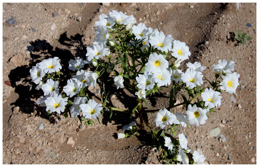 Copiapó, blühende Atacama, Carbonillo, Cordia decandra 