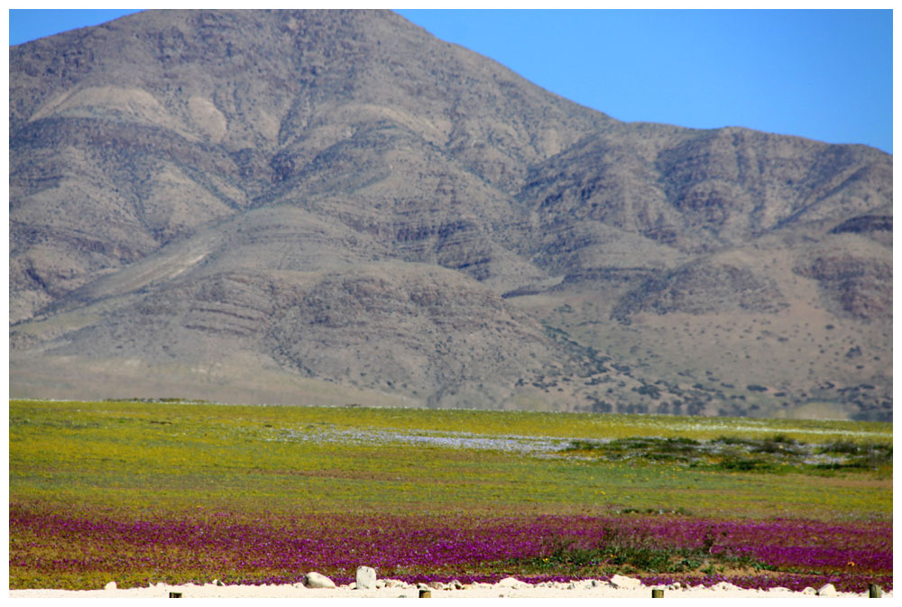 Copiapó, blühende Atacama