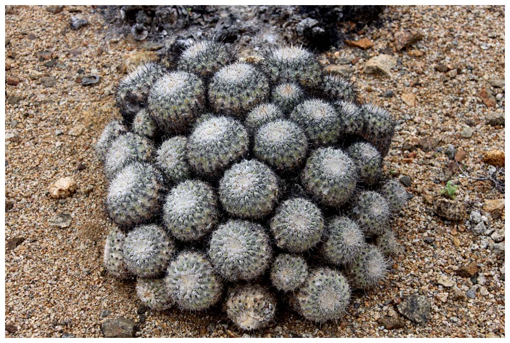 Chañaral, Pan de Azúcar, Copiapoa cinerascens 