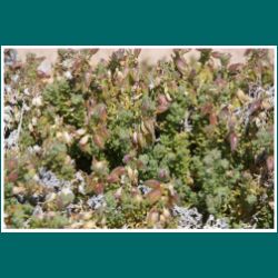 Vegetation im Nationalpark Pan de Azucar