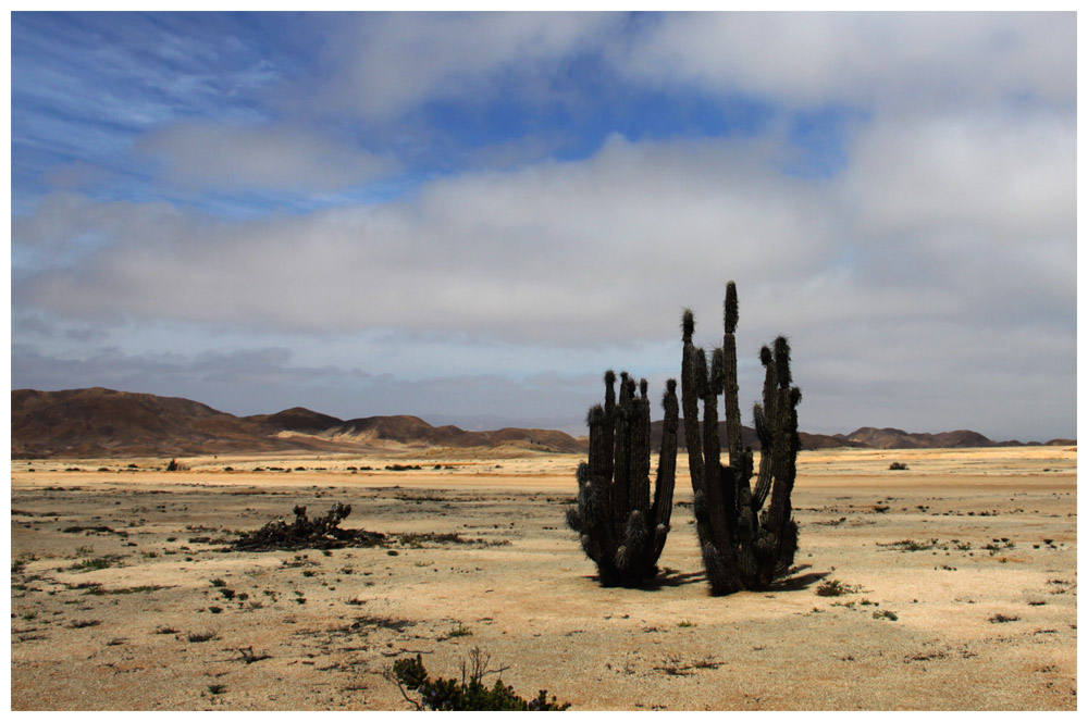 Eulychnia Saint-pieana im Nationalpark Pan de Azúcar