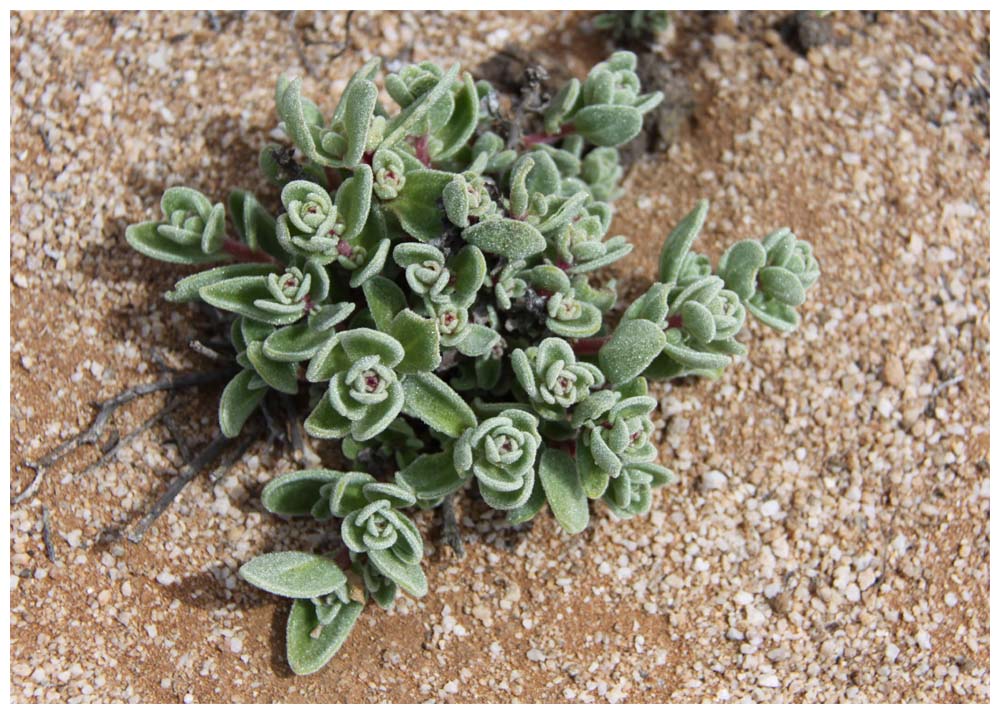 Pan de Azúcar, crassulaceae, echeveria, sedum glabrum?