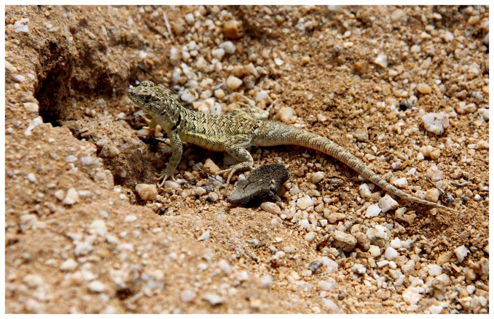 Pan de Azúcar, Erdleguan, Liolaemus nigromaculatus