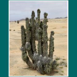 Kaktus im NP Pan de Azúcar, Eulychnia Saint-pieana