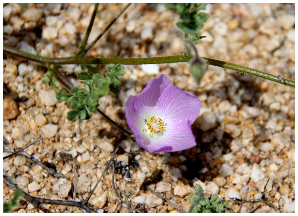 Pan de Azúcar, Malvilla, Cristaria glaucophylla