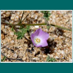 Pan-de-Azucar, Malvilla, Cristaria glaucophylla