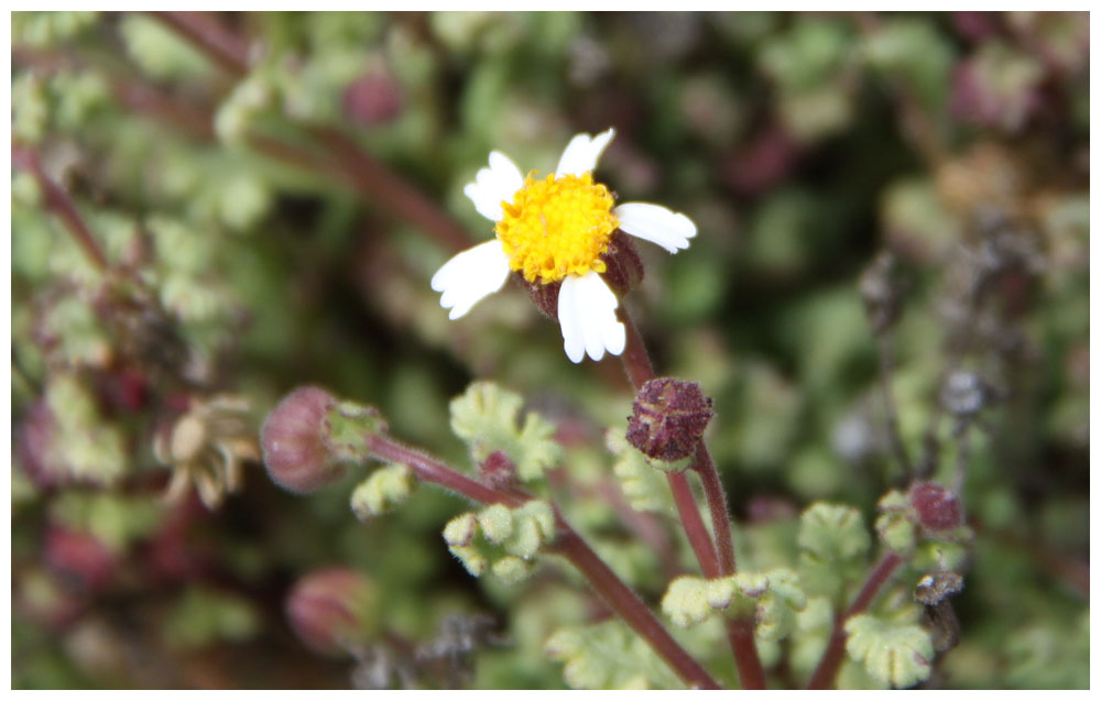 Chamiza blanca, Bahia ambrosioides