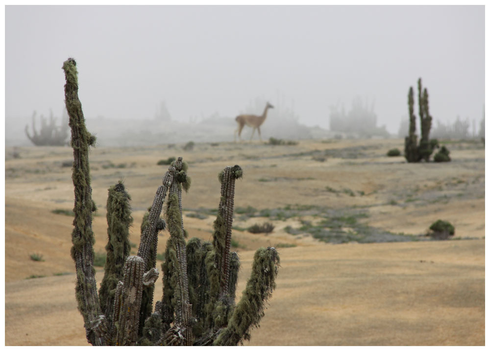 Pan de Azúcar, Nebel