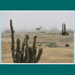 Nebel im Parque Nacional Pan de Azucar