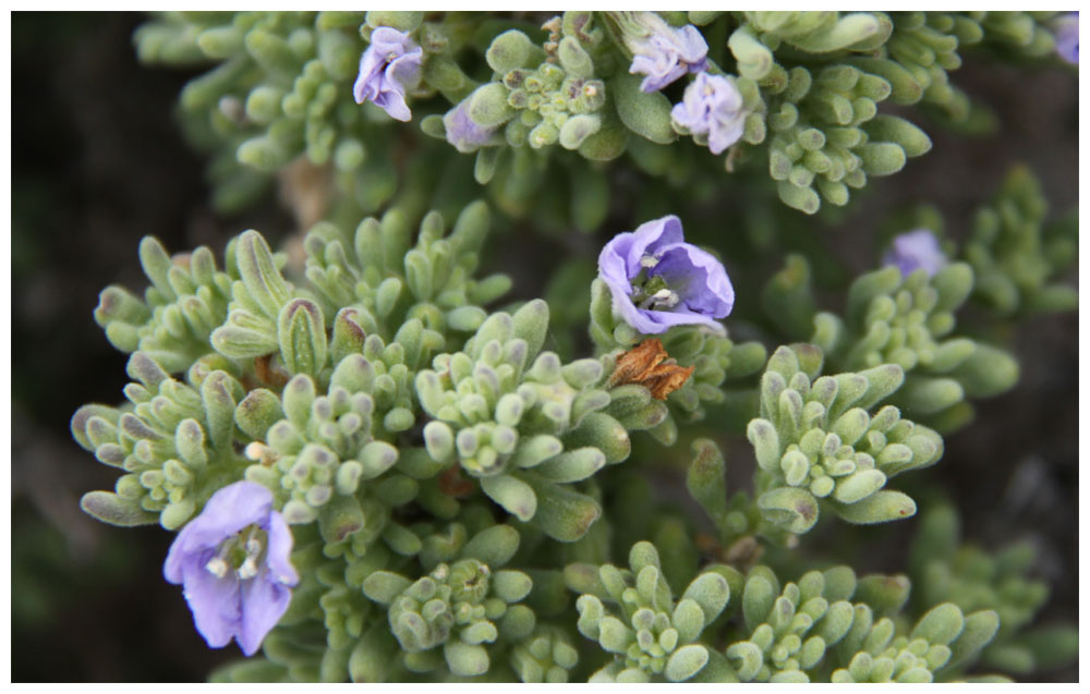 Pan de Azucar, Nolana divaricata, Suspiro