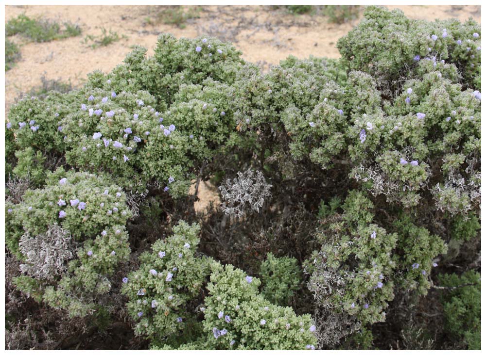 Pan de Azúcar, Suspiro (Nolana divaricata)