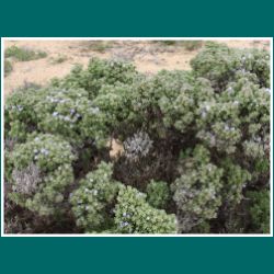 Nationalpark Pan de Azucar, Nolana divaricata