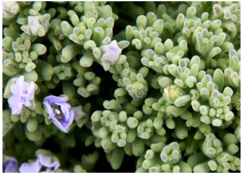 Pan de Azúcar, Suspiro (Nolana divaricata)