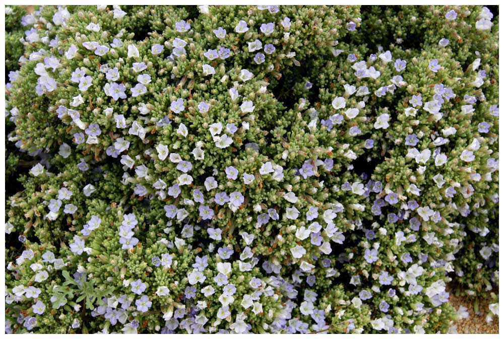 Pan de Azúcar, Suspiro (Nolana divaricata)