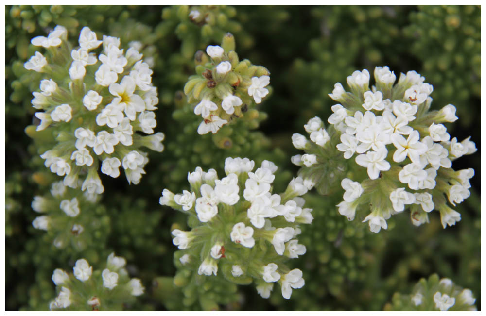 Pan de Azúcar, weiße Blumen