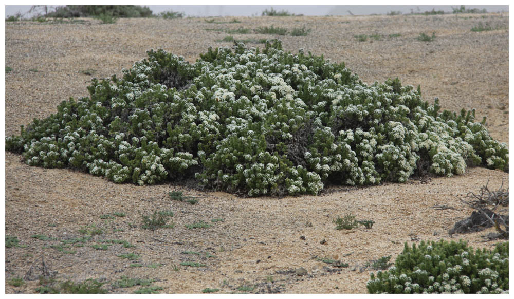 Pan de Azúcar, Blumen